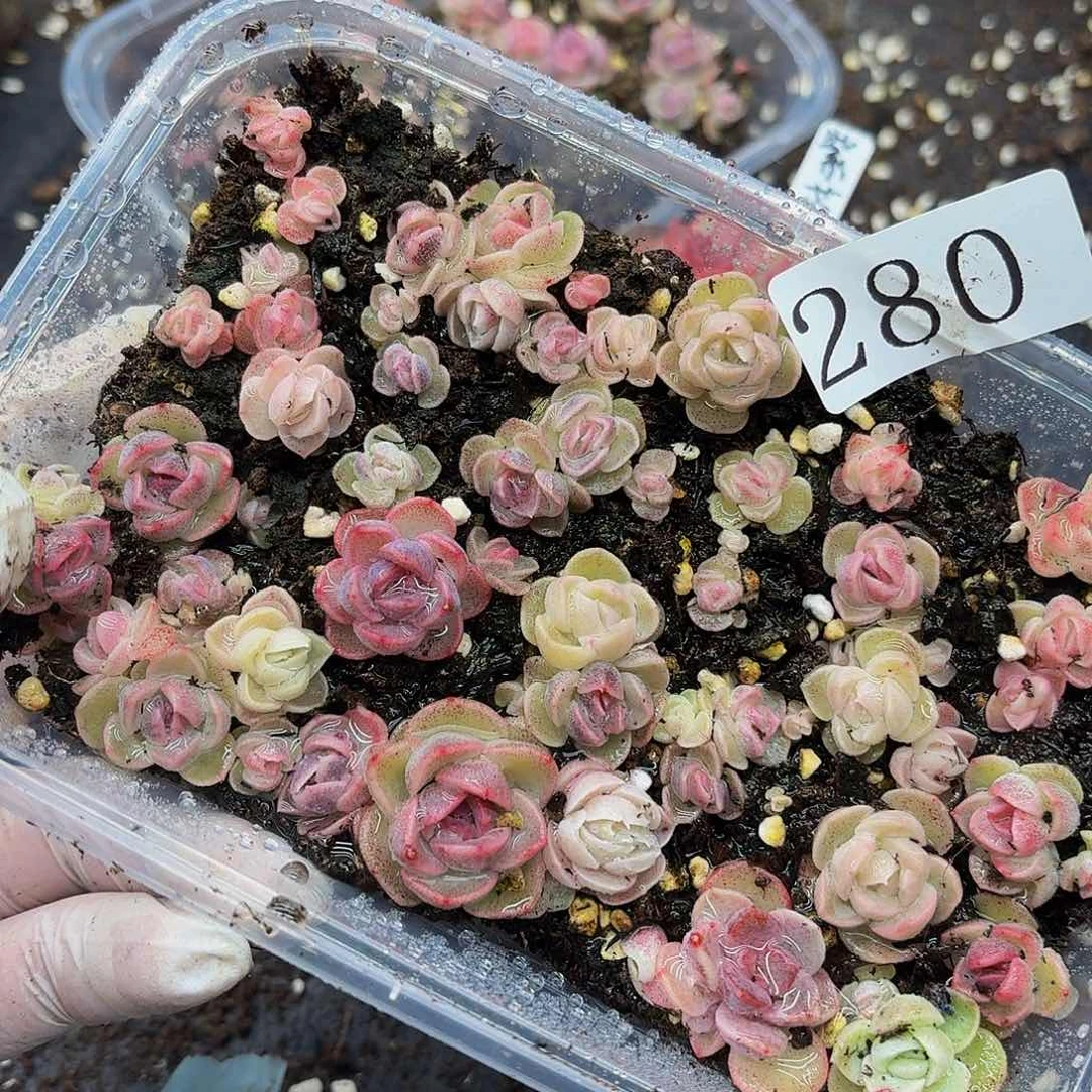 多肉植物多肉植物280