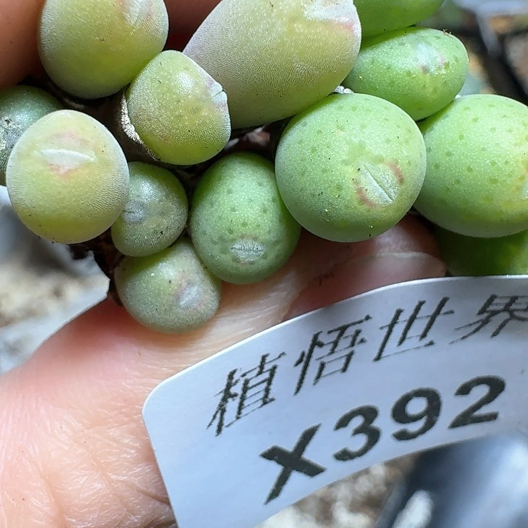 392盒多肉植物哇成功
