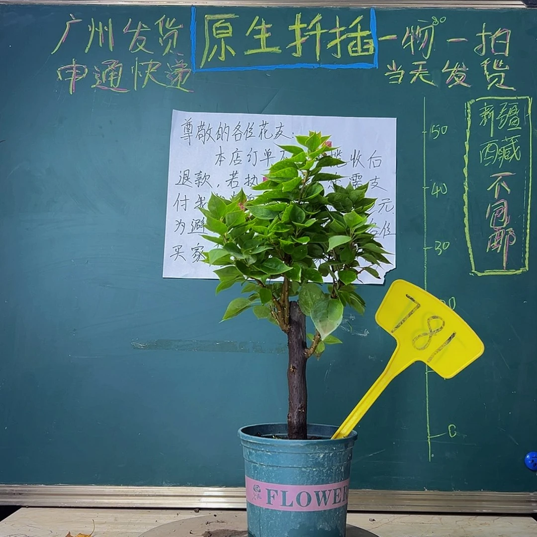 当前无花栽培后可以开花粗杆 塔紫781