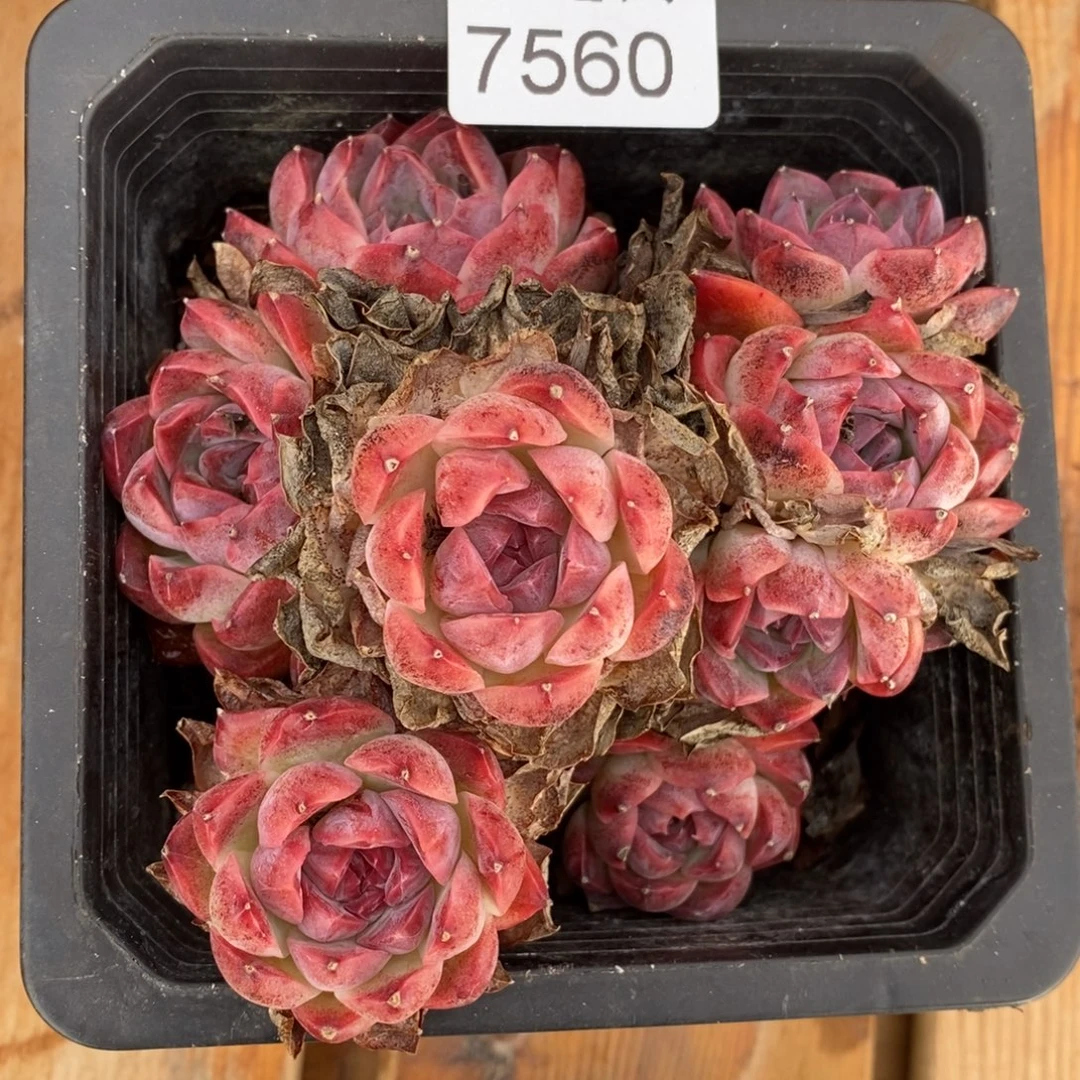 如***令杂交精品多肉7560~10厘米