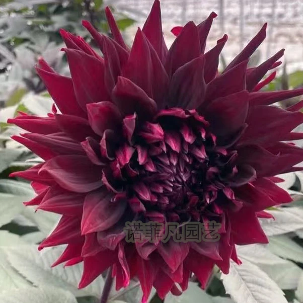 巨型大丽【黑骑士】大丽花盆栽重瓣地瓜花多年生