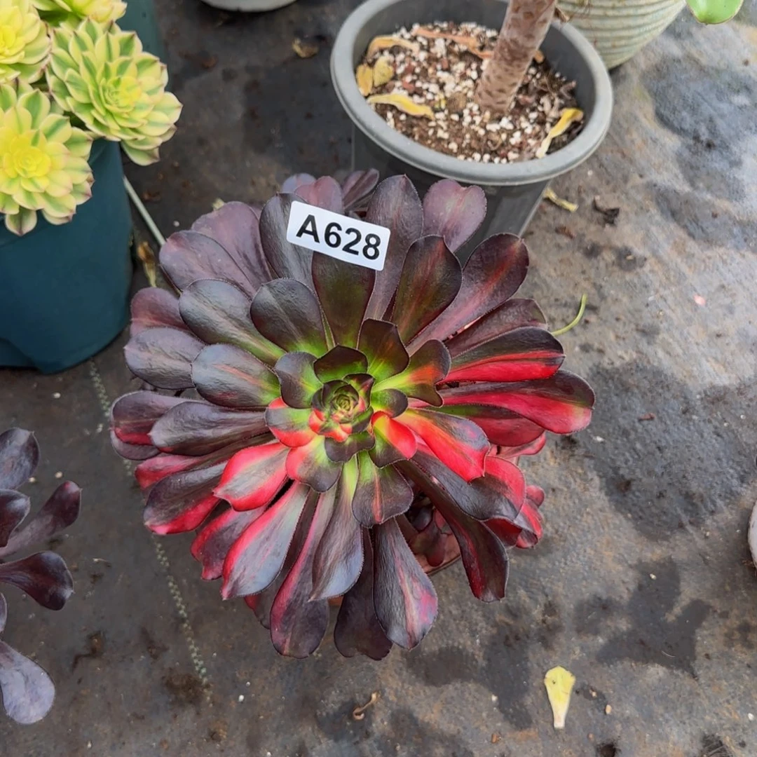 623花蝴蝶法师锦1111