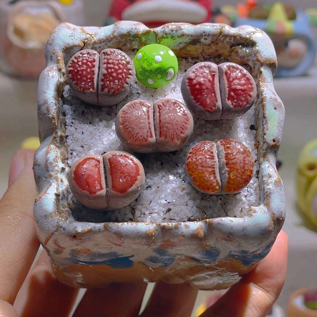 068高端多肉带盆土一套45