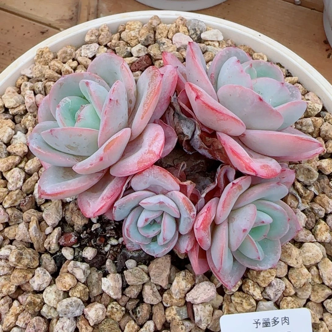 布鲁兰，7360多肉植物