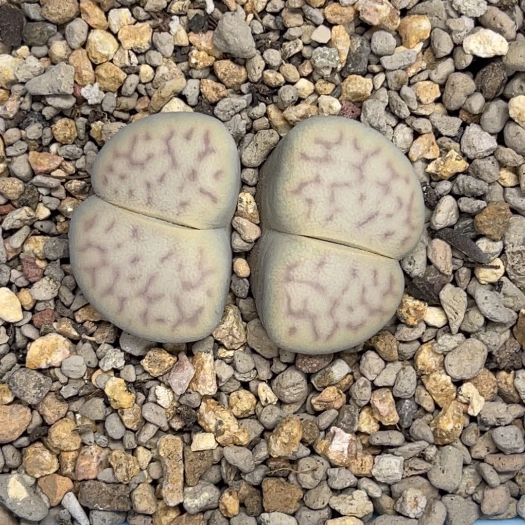 7617双头猪皮1母本