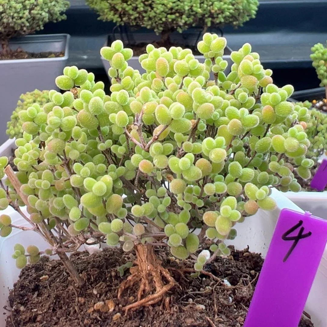 4号10cm盆蜜橘糖球