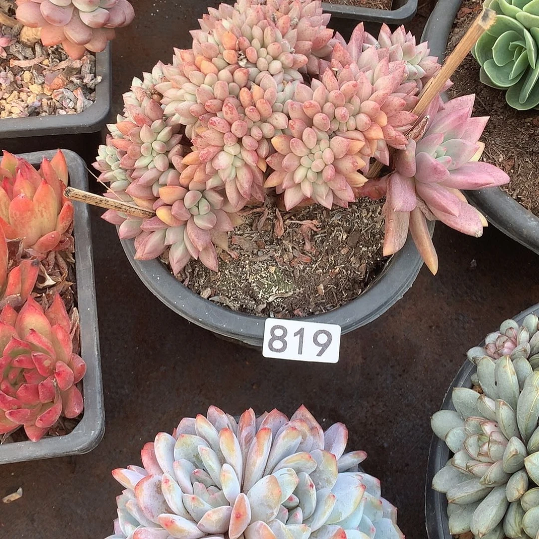 819桃花源缀 一物一拍多肉