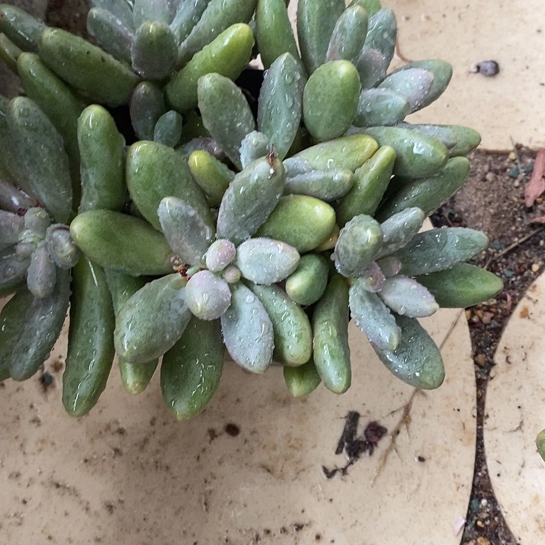 多肉植物糖果美人