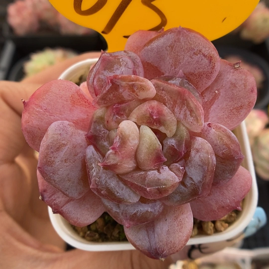 糖心石化可拍693号