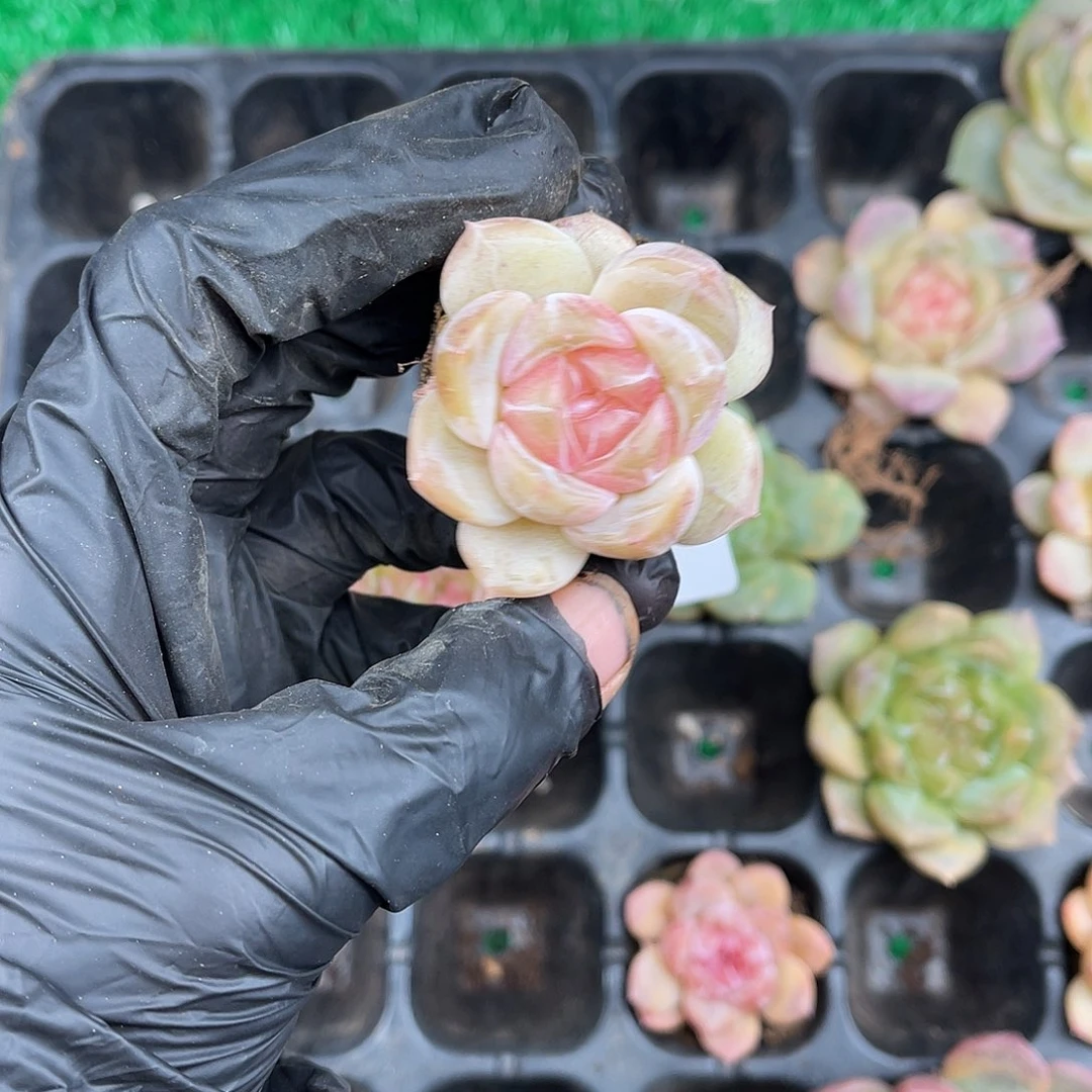 多肉一物一拍7-160