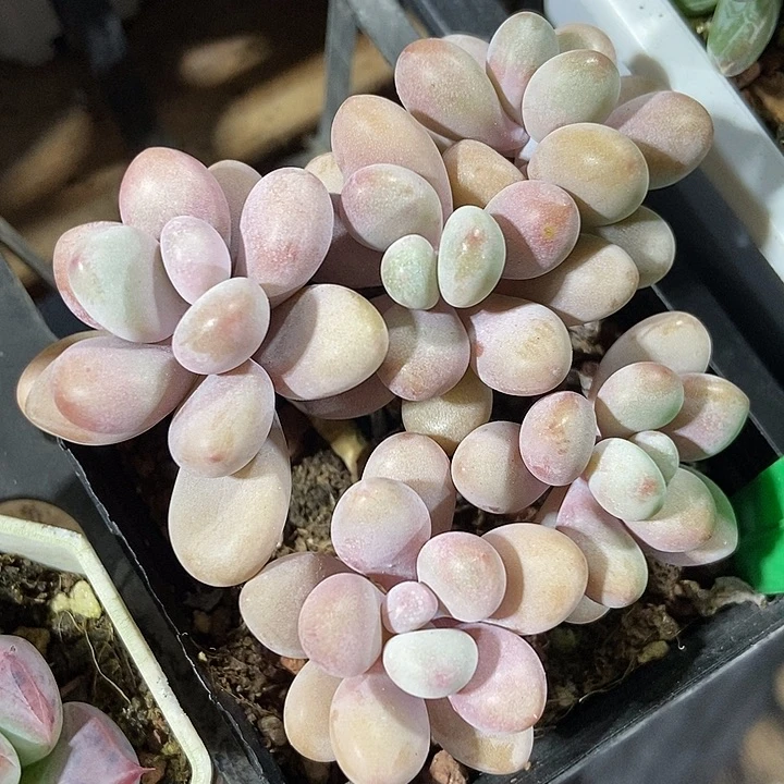 多肉植物桃蛋868多肉