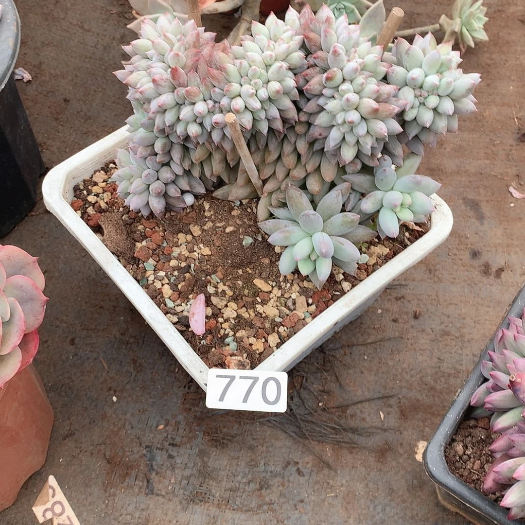 770所罗门 一物一拍多肉