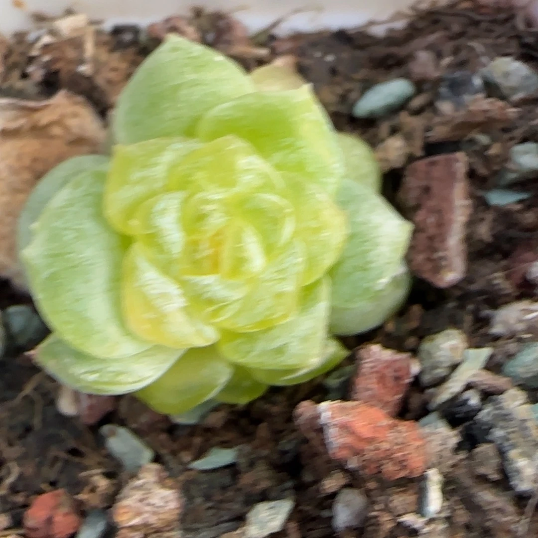 浮玉中苗盆一个满25包邮