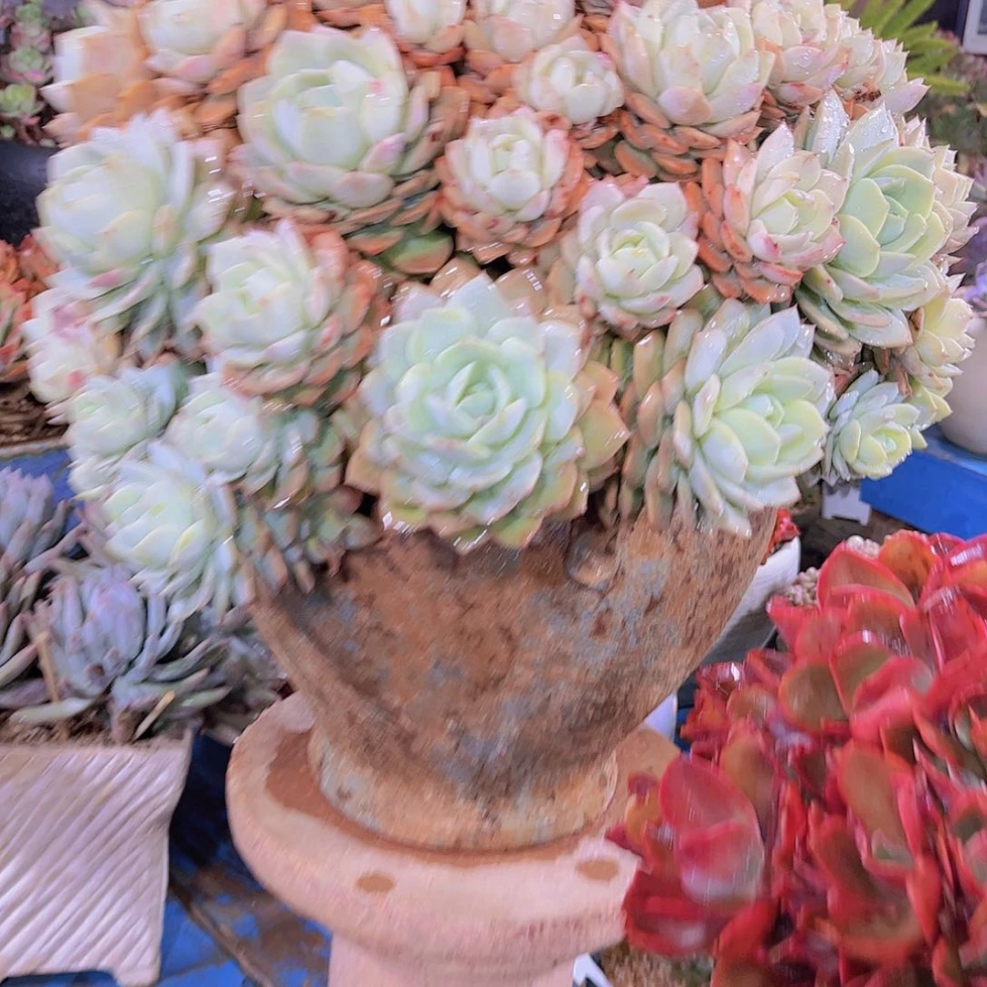 红陶无*多吃蔬菜水果和