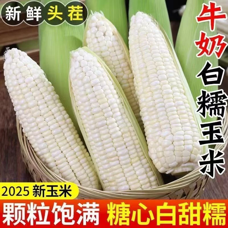 农民自家白糯玉米现摘牛奶糯玉米甜玉米新鲜带包谷壳