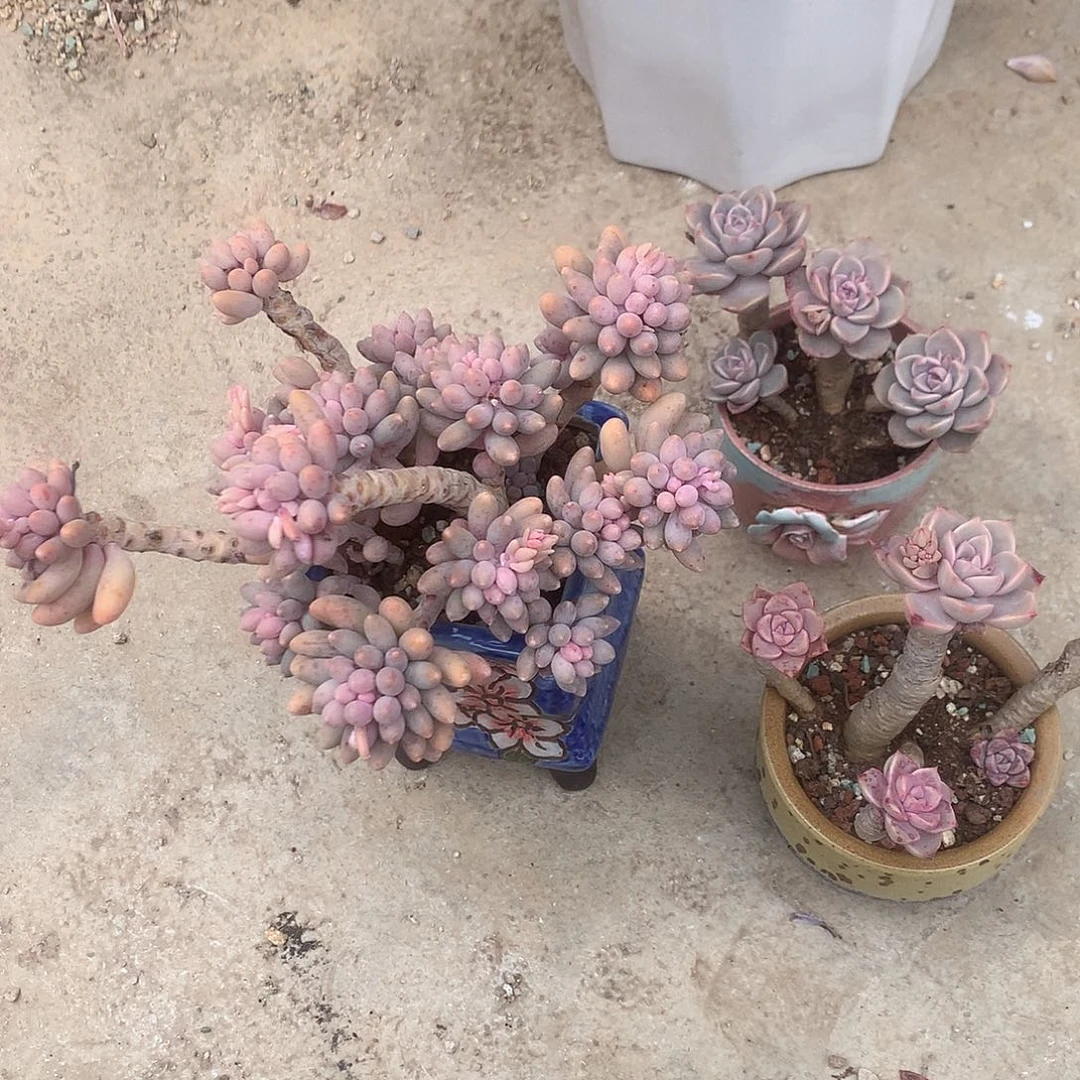 浴**生婴儿手指红粉佳人两颗多肉植物脱土