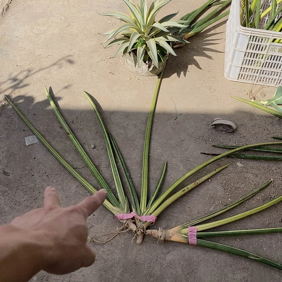 一***。虎皮兰两颗1971。       9