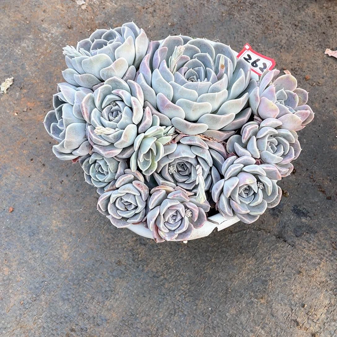 262汉堡 一物一拍多肉