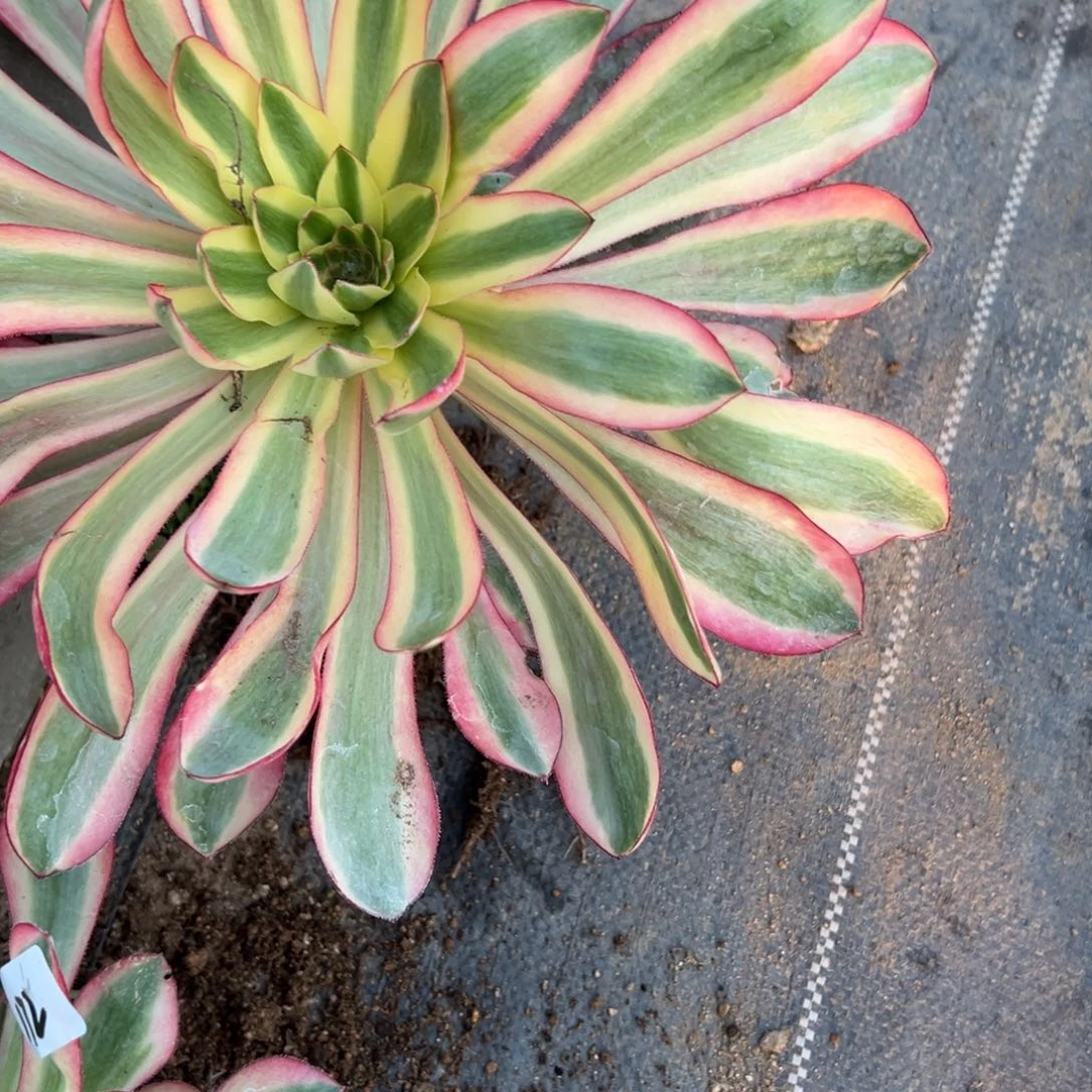 海****谁170啊波罗多肉多肉