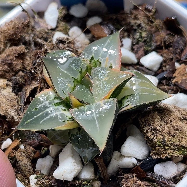 702酒吞锦完美锦福利