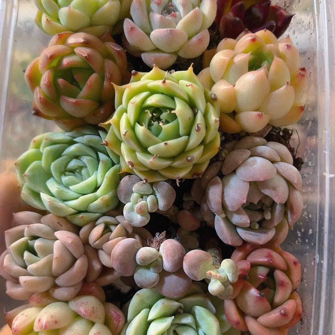 094拼盘，带盆带土发货