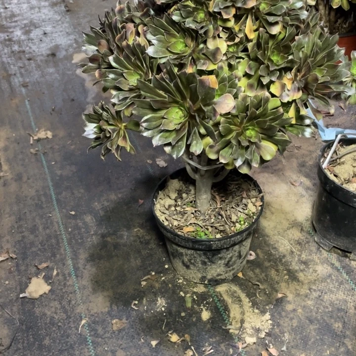 28灰法师多肉植物多肉多肉