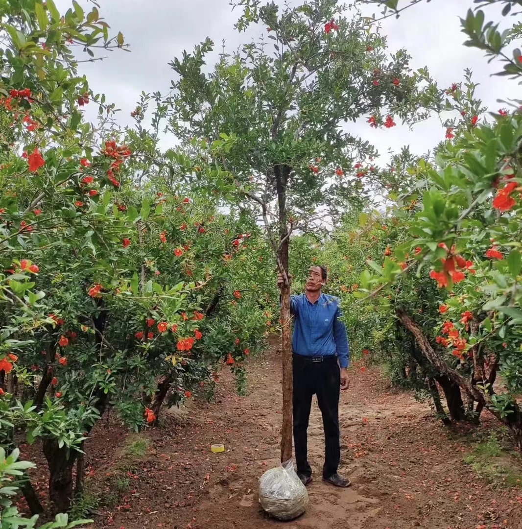 2号荥阳河阴突尼斯软籽庭院盆栽地栽景观(图仅供参考)
