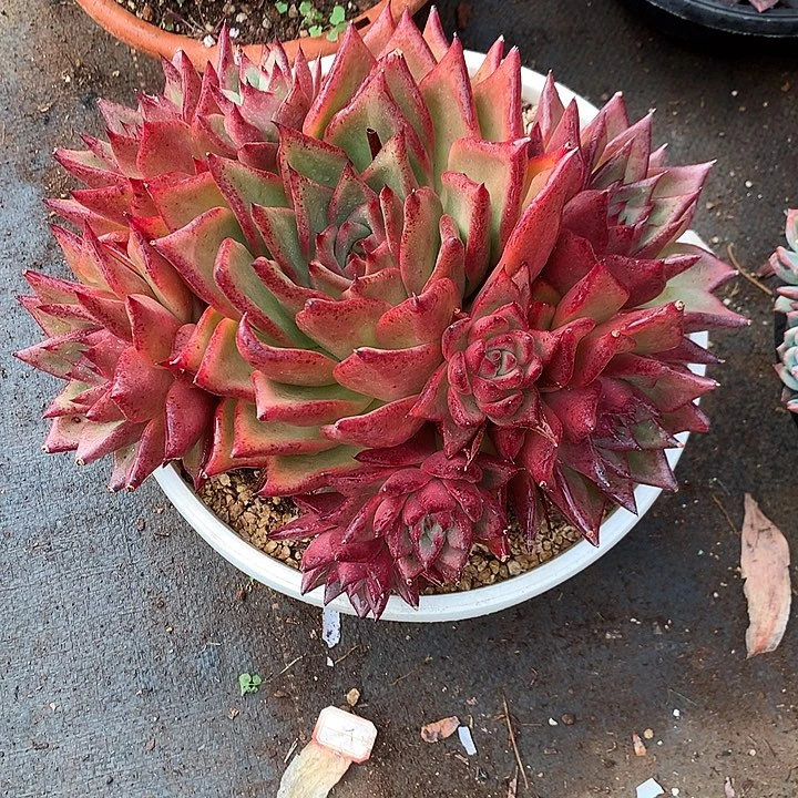 美肉特价活动开始了