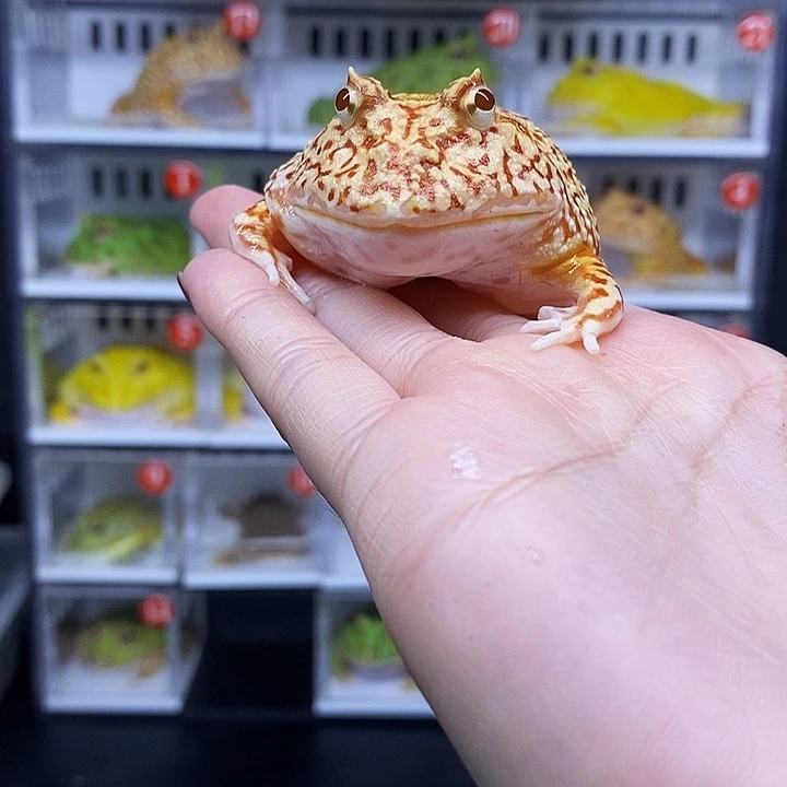 特价秒杀一切顺利