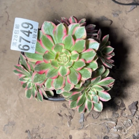 6749多肉法师云河多肉