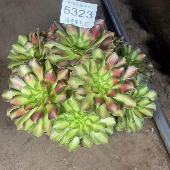 5323韶华的人多肉的