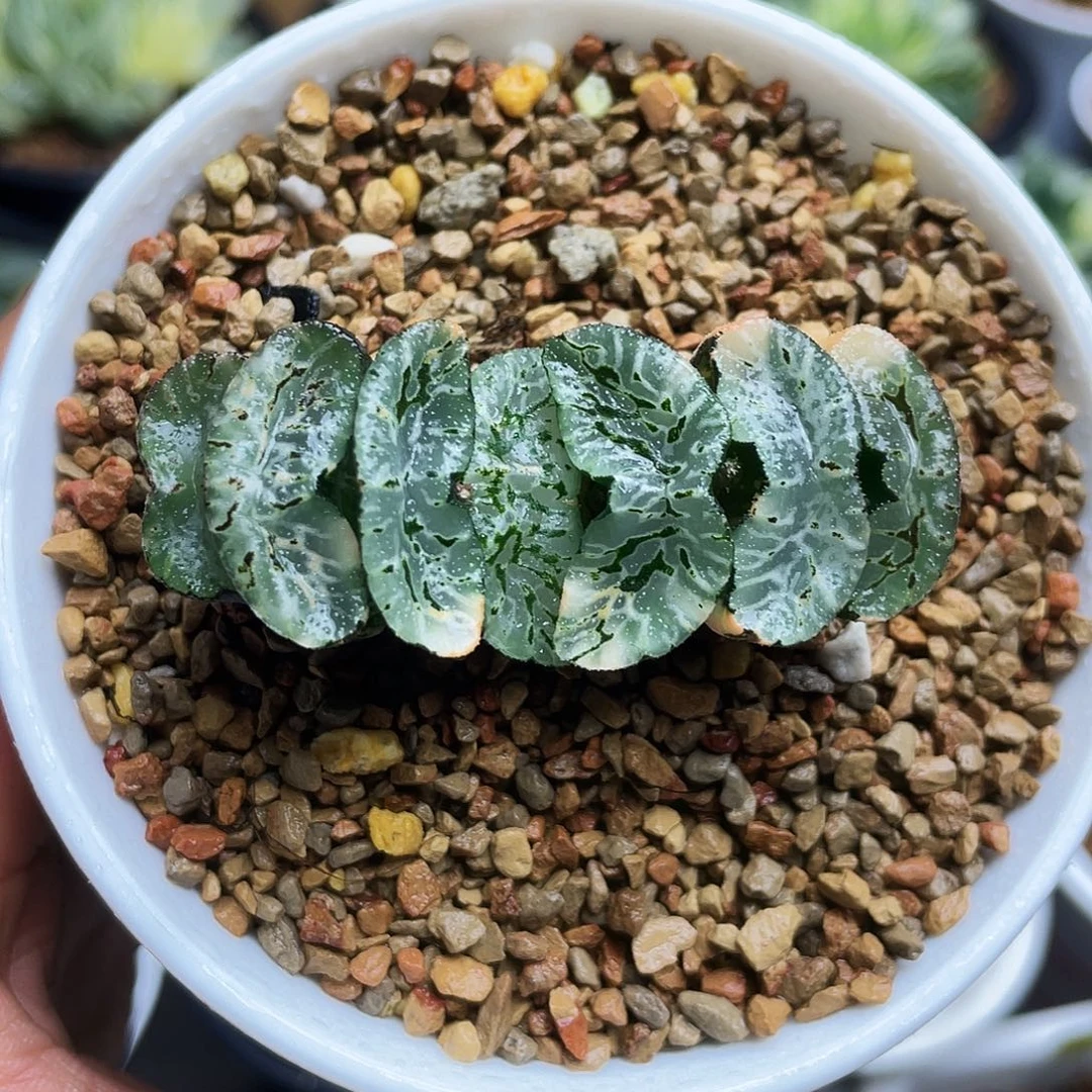 玄武玉扇锦十二卷