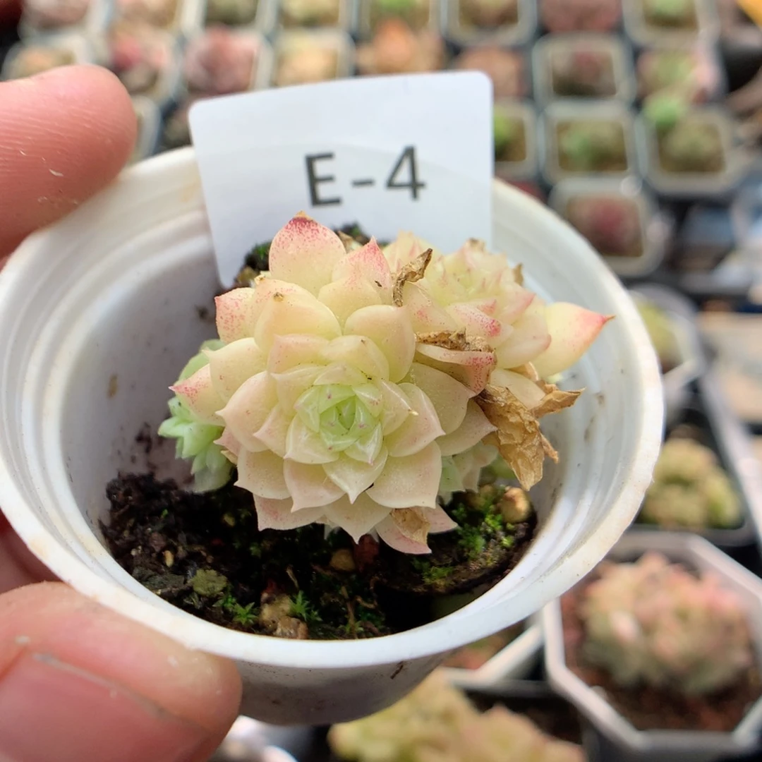 E4y y y y y y y y y y