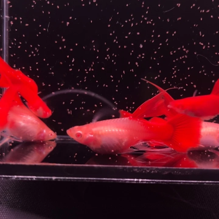 孔雀鱼血红大C3对