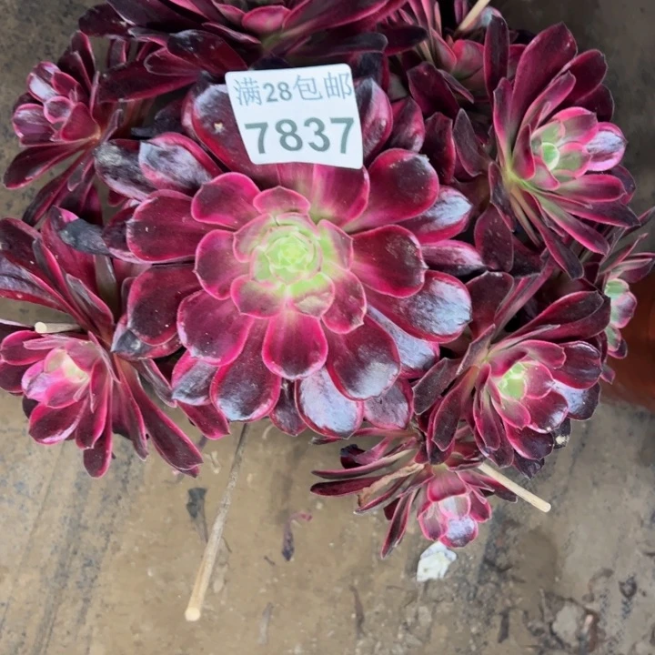 7837婚纱不包损多肉植物