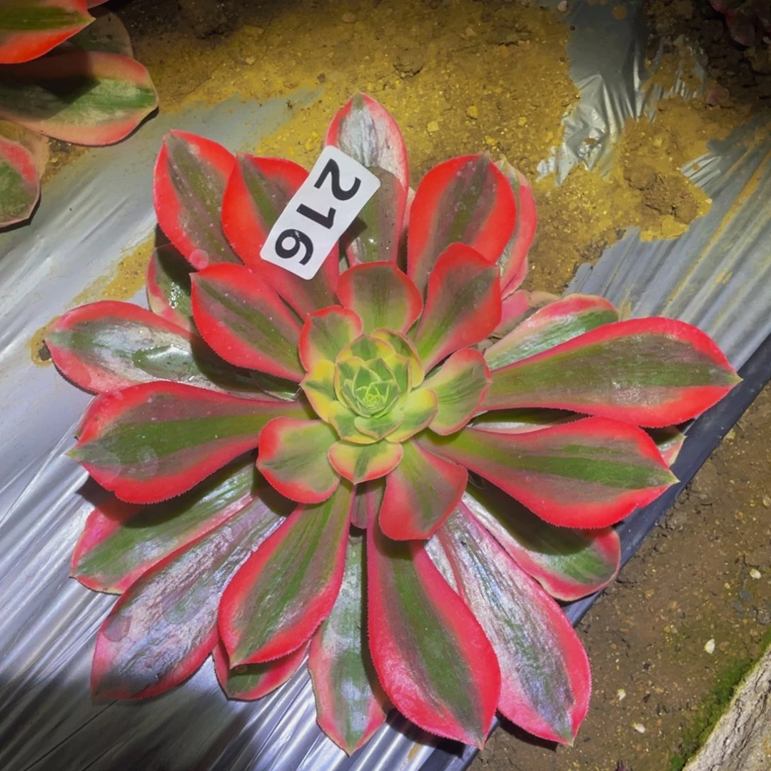 女妖多肉多肉植物216