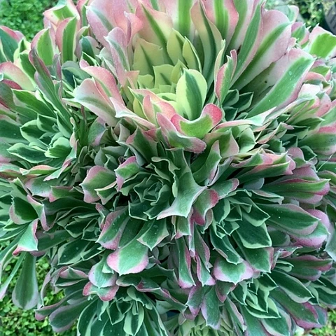 洪**业3618白凤多肉植物