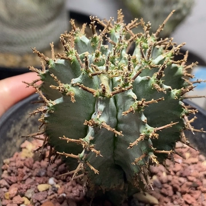 实生强刺白衣魁伟玉4.5cm