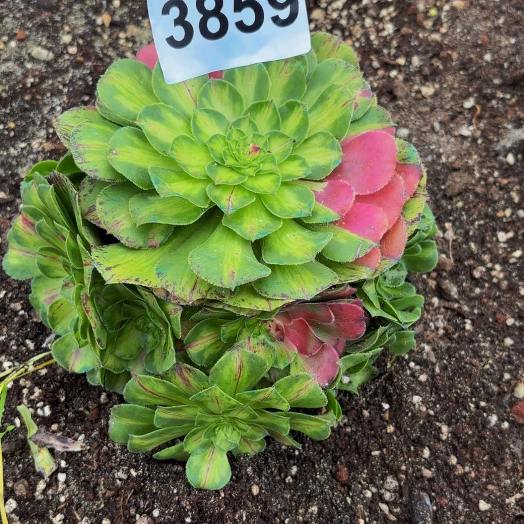 耿***兴3859多肉植物知否特价