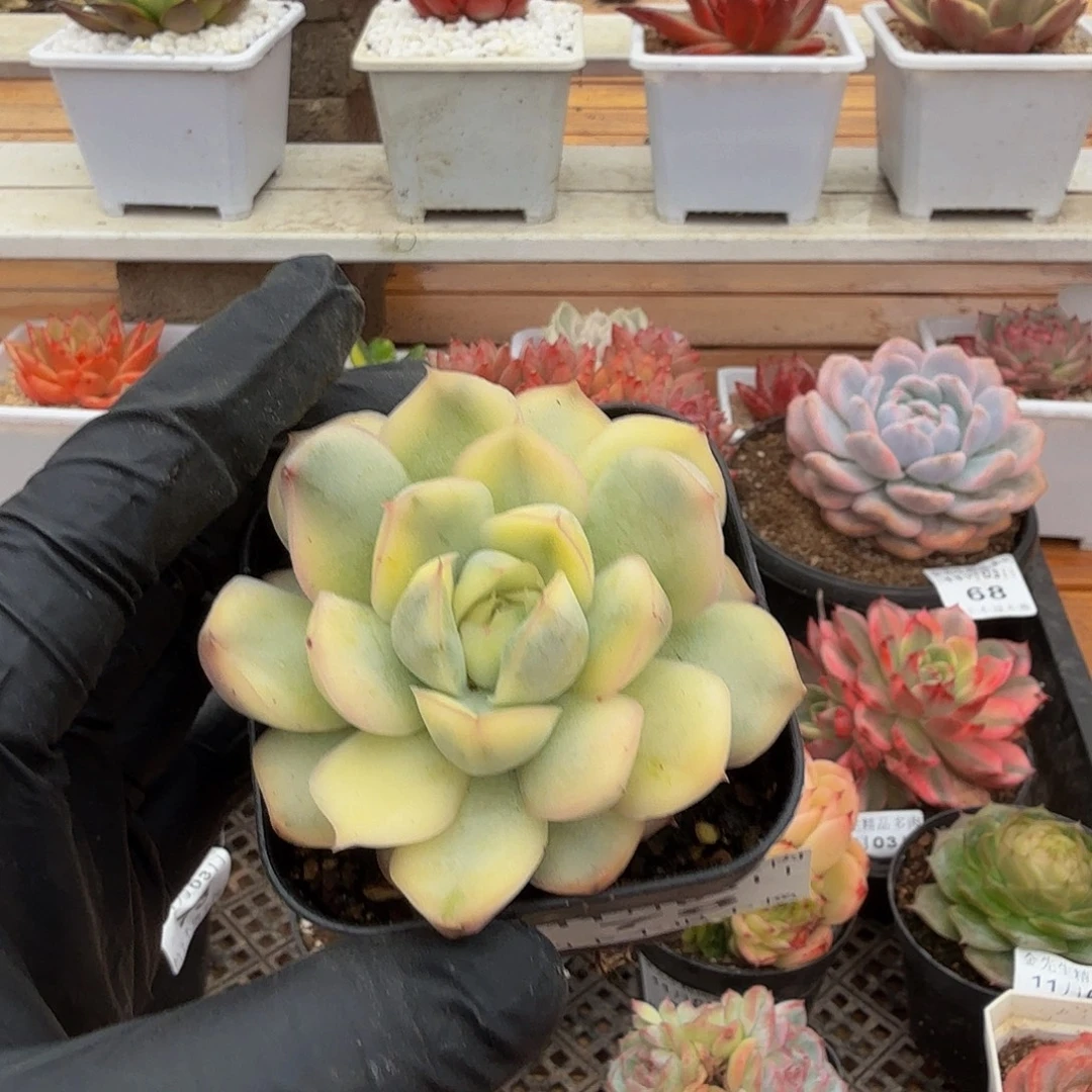 1103-78草莓蛋糕锦