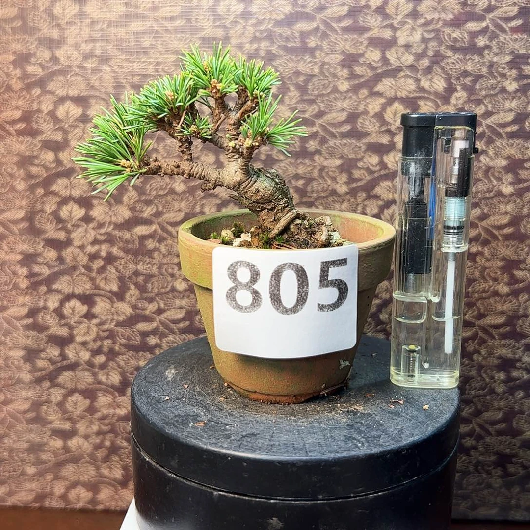 无花朵健健康康快快乐乐