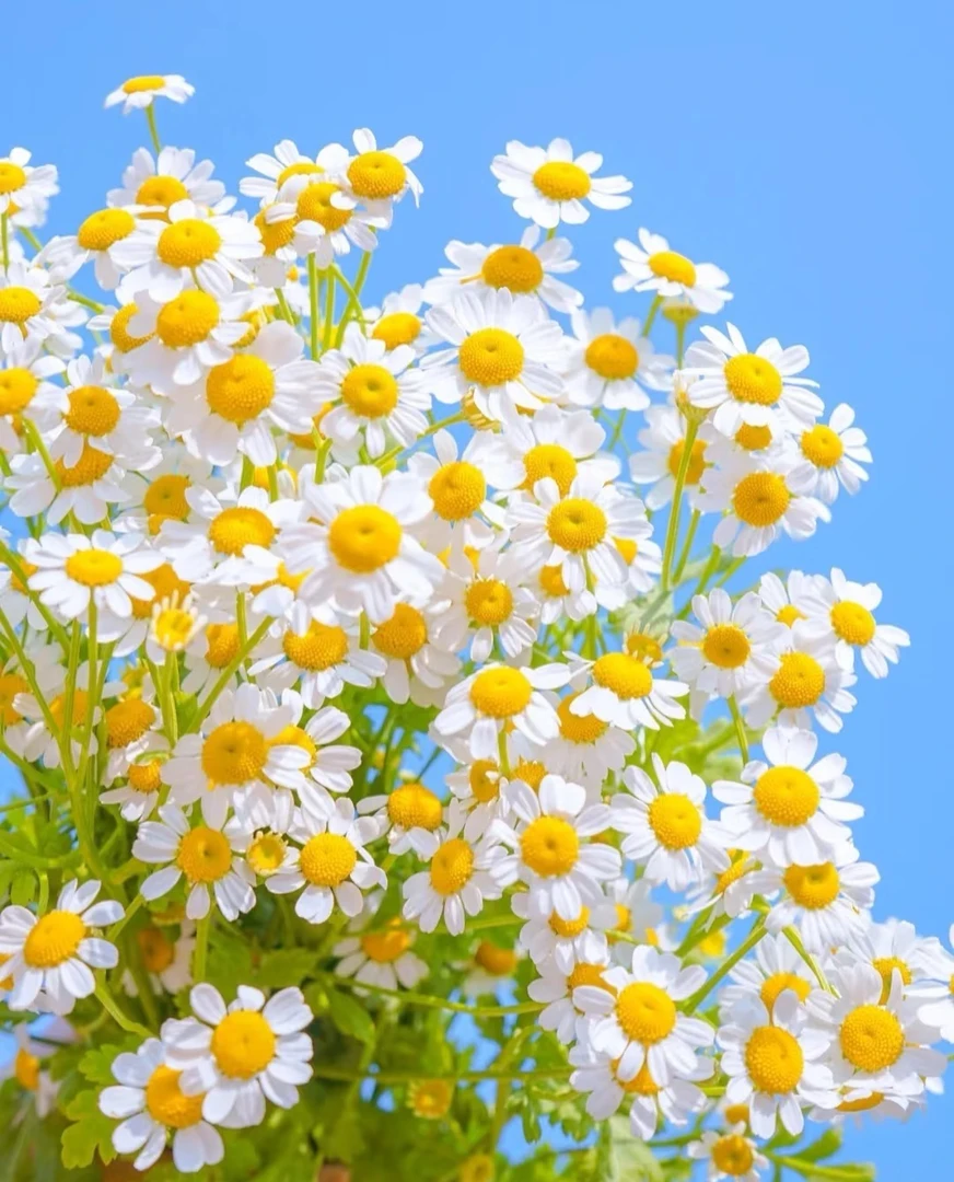 【花予专属】洋甘菊1扎  云南鲜切花   基地直发