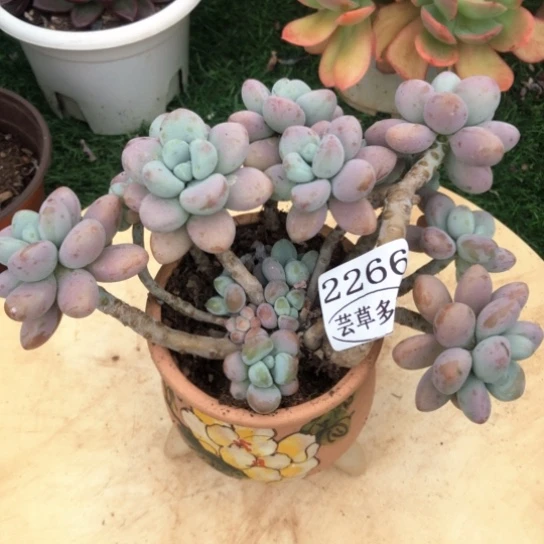 香水洛神，2266，一物一拍裸根发货