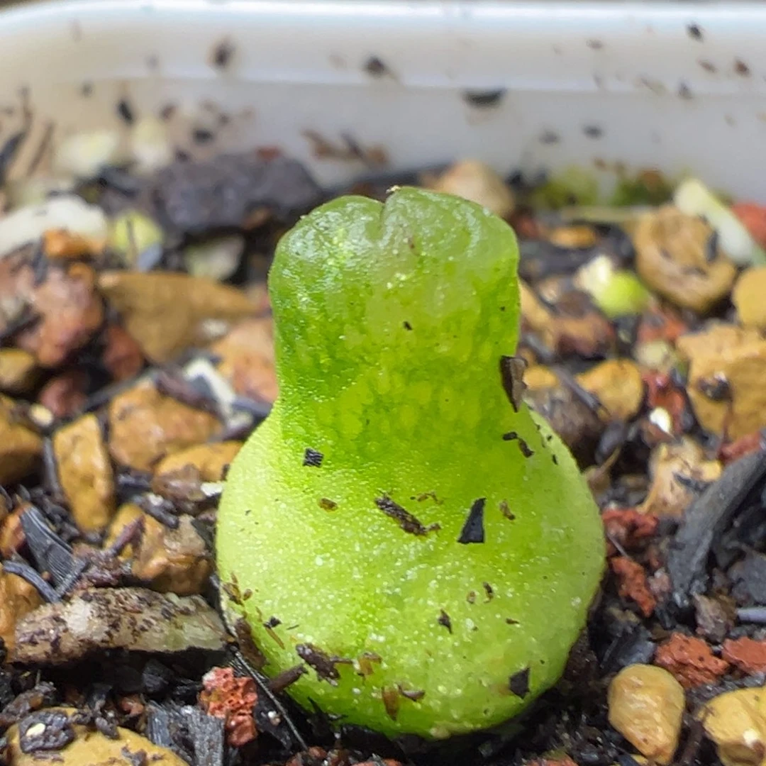 小葫芦母本一物一拍