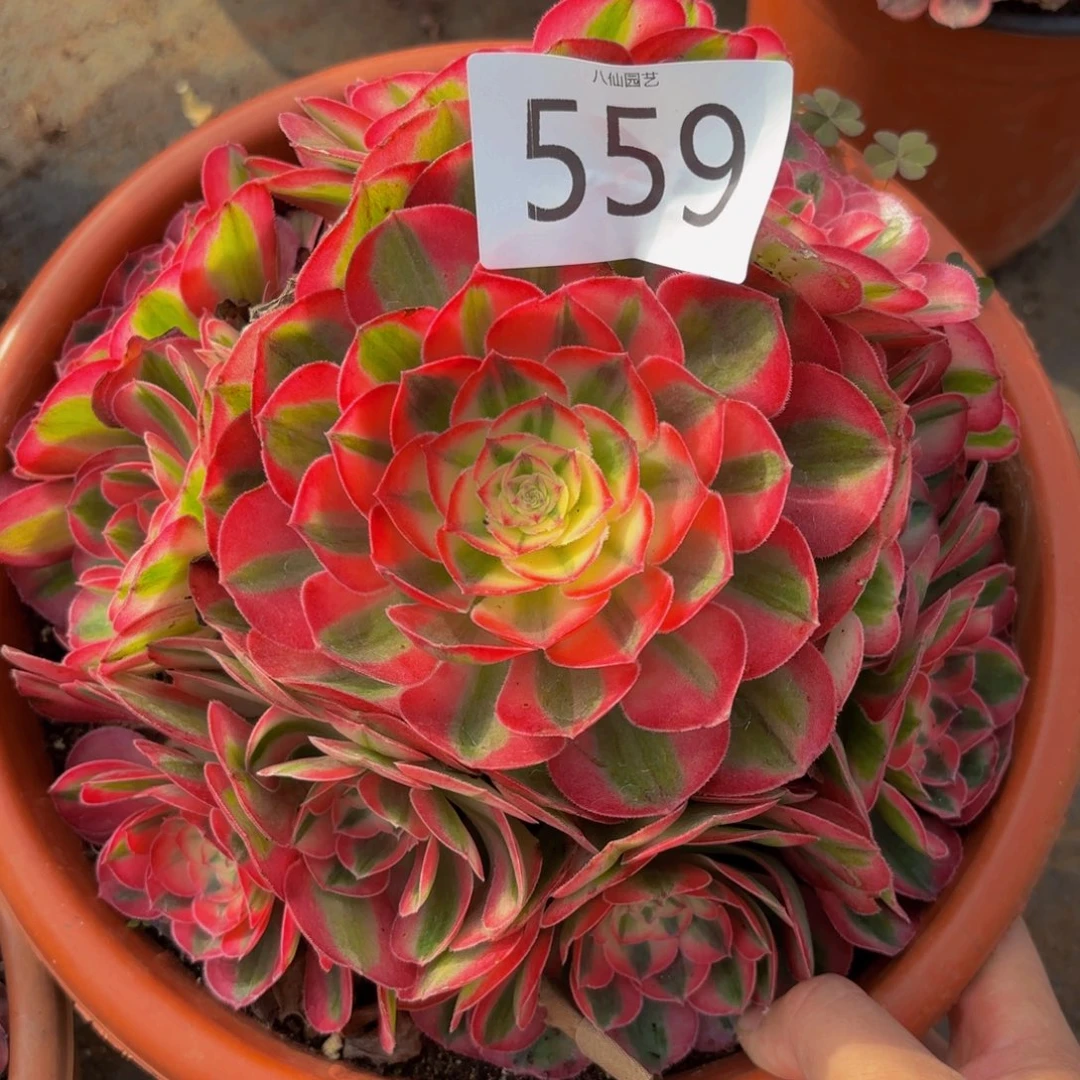 559多肉植物倾城特价