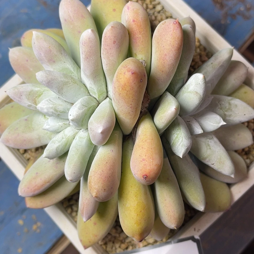 【闪购商品】60334