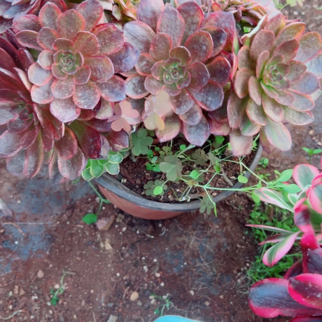 我1452 号多肉法师新年特价