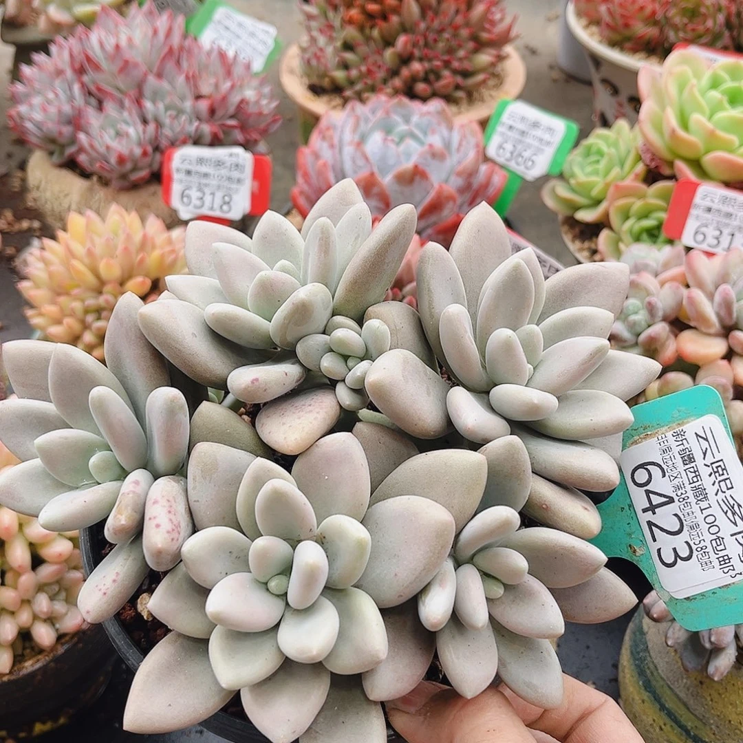 6423原始虞美人。