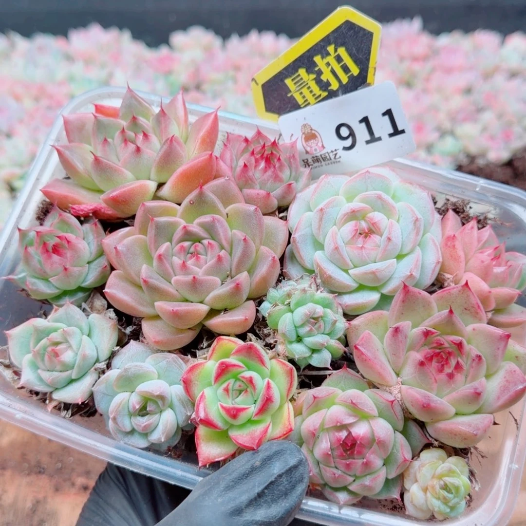 多肉植物多肉植物