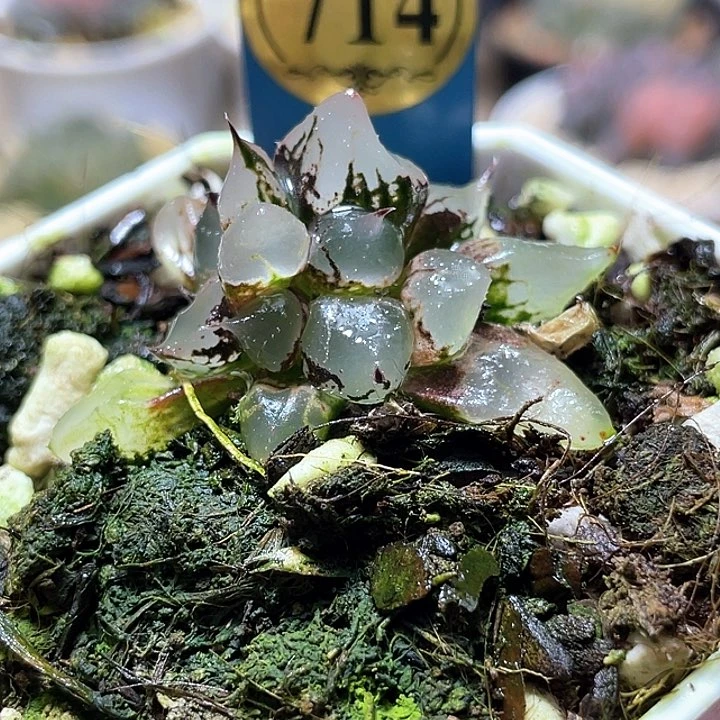714綴化冰皇特選福利
